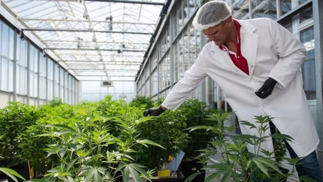 Cannabis plants
