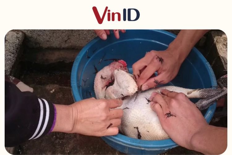 Vặt lông gà