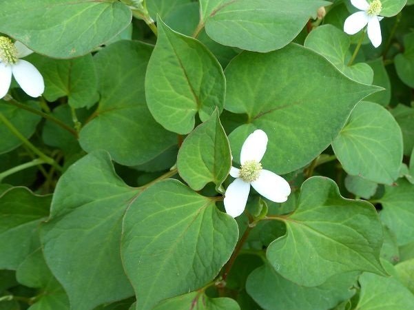 Cách làm co búi trĩ bằng cây rau diếp cá 1