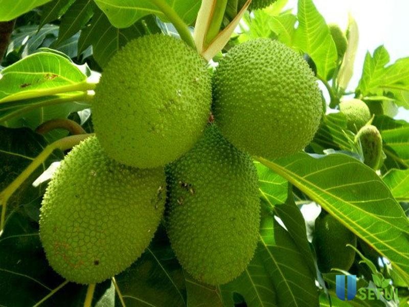 Lưu ý khi mua và cách chế biến sa kê 