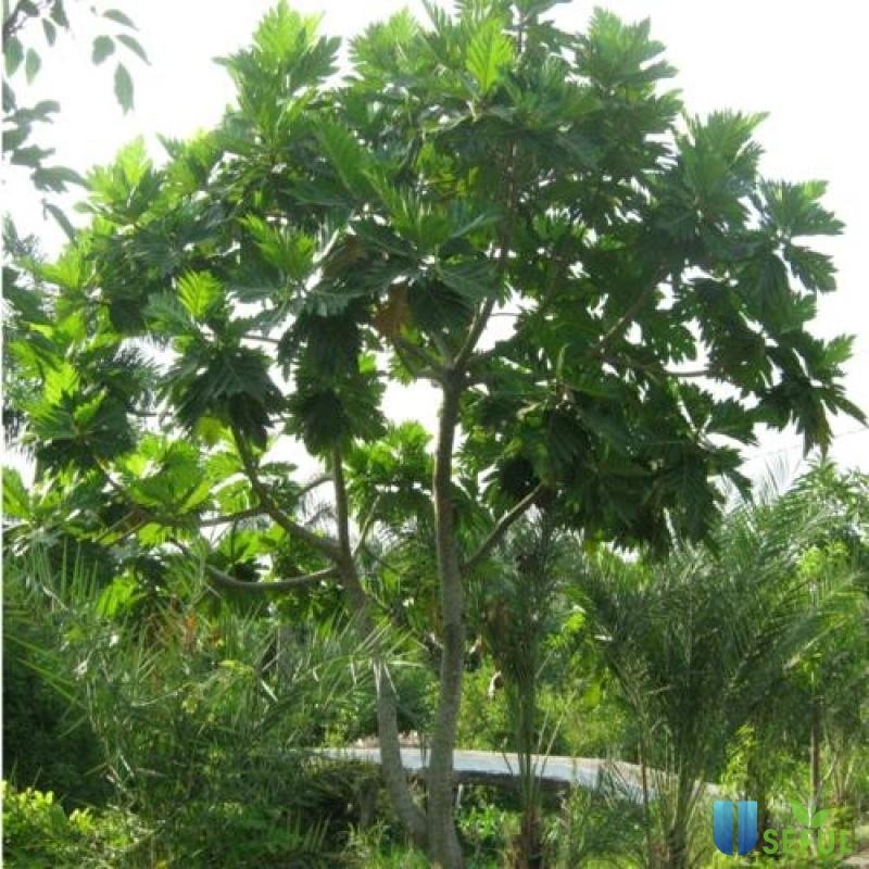 Lá cây sa kê nấu canh ăn rất ngon