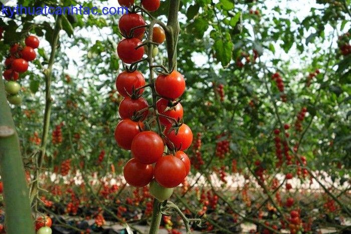 7 cách làm giàn cà chua đơn giản - kythuatcanhtac.com