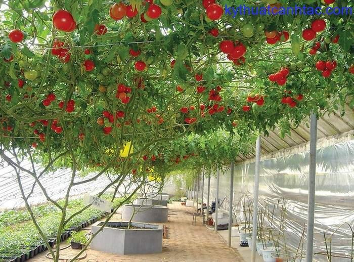 7 cách làm giàn cà chua đơn giản - kythuatcanhtac.com