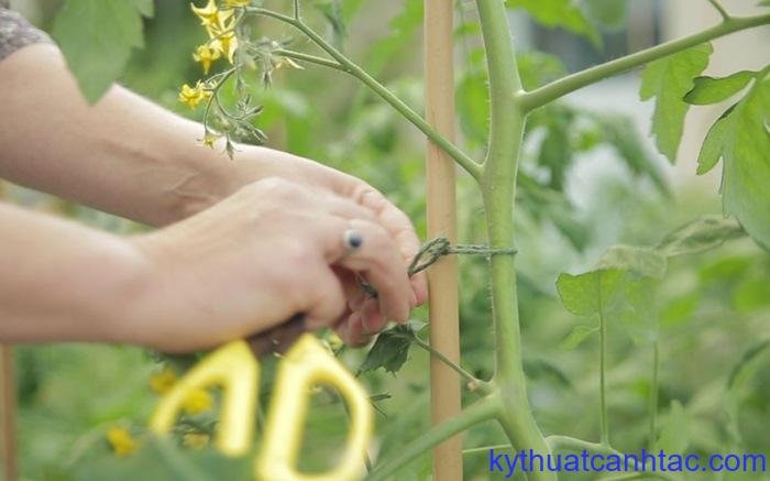 7 cách làm giàn cà chua đơn giản - kythuatcanhtac.com