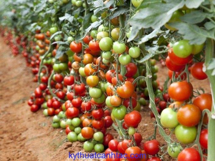 7 cách làm giàn cà chua đơn giản - kythuatcanhtac.com