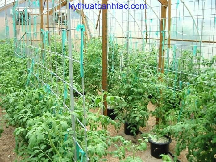 7 cách làm giàn cà chua đơn giản - kythuatcanhtac.com