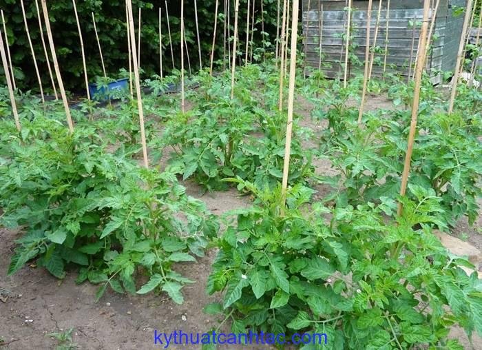 7 cách làm giàn cà chua đơn giản - kythuatcanhtac.com