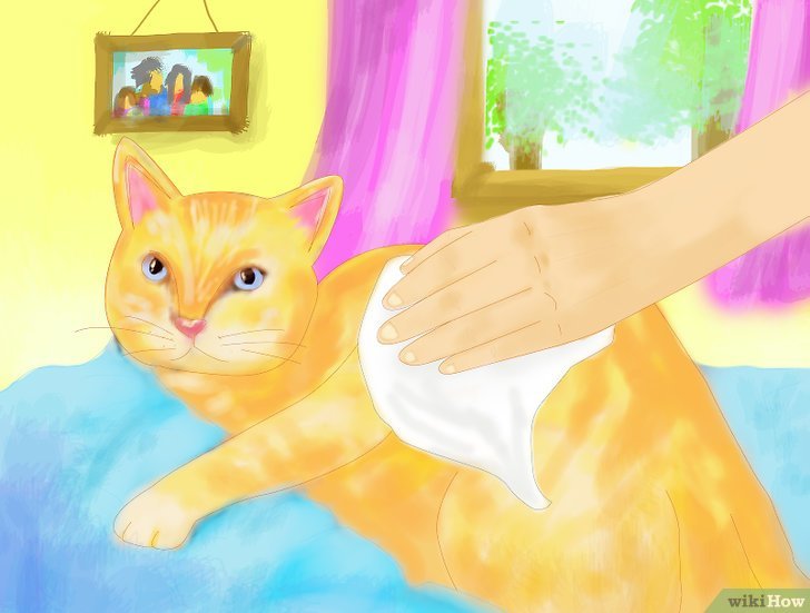 Cách để hạ nhiệt cho mèo trong mùa hè 7 7 min