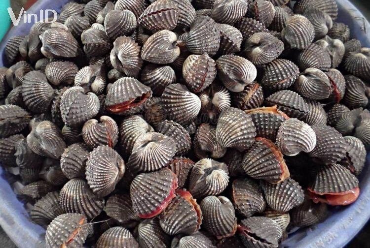 Làm sạch sò huyết trước khi chế biến