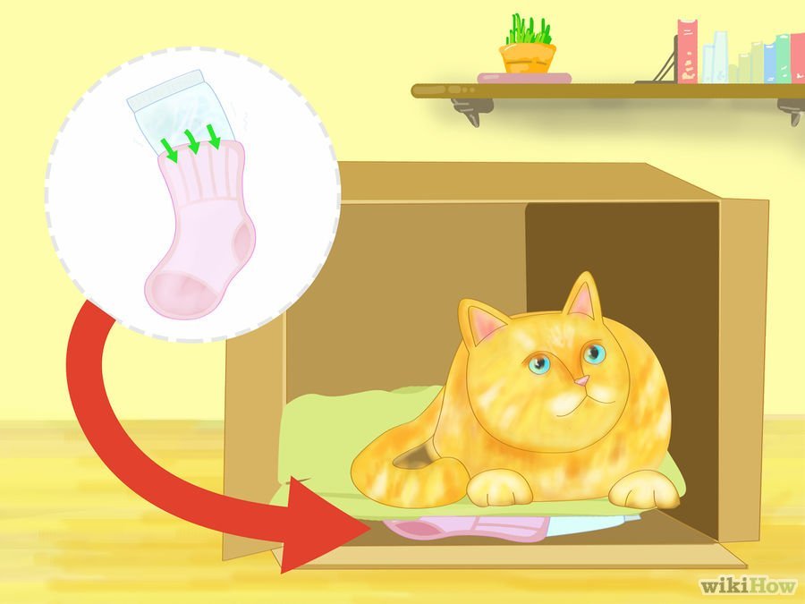 Cách để hạ nhiệt cho mèo trong mùa hè 9 9 min