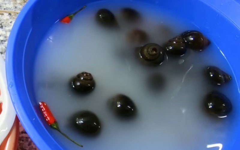Ngâm ốc với nước vo gạo
