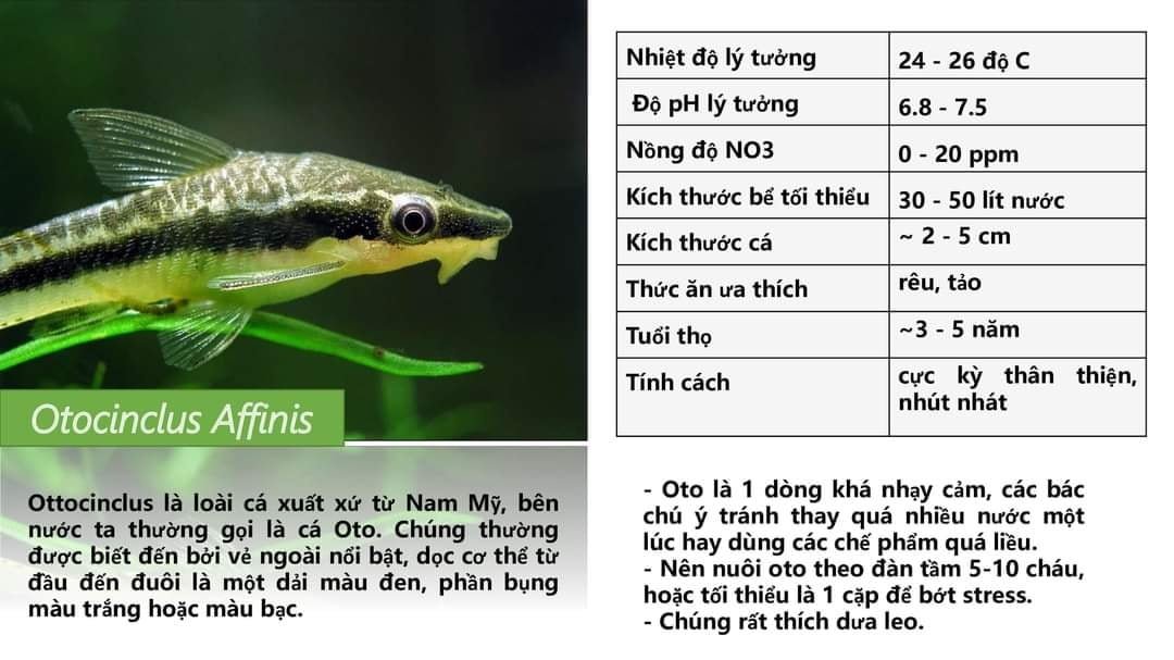 Cá Otto dòng cá dọn bể, ăn rêu hại cực tốt