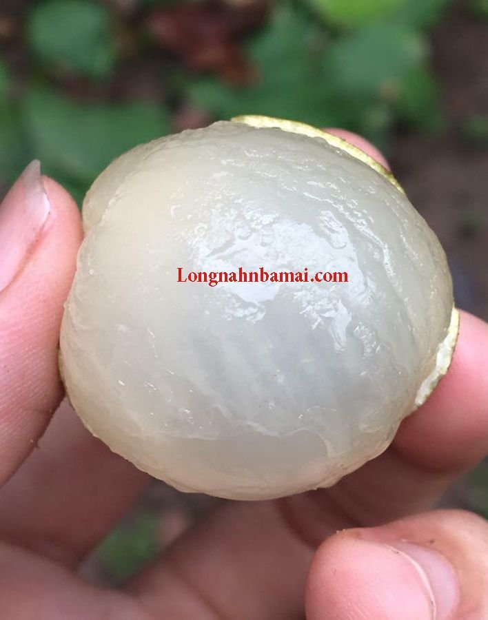 Cách ngâm nhãn với đường