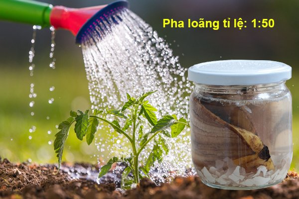 Cách sử dụng GE chuối tưới cây