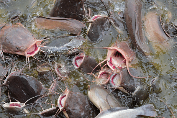 Kinh Nghiệm Câu Cá Trê Sống Nên Biết