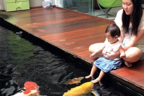 Nước hồ cá cảnh bị đục, bốc mùi do đâu