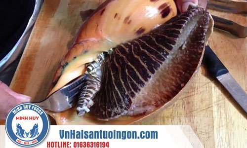 Sơ chế Ốc giác