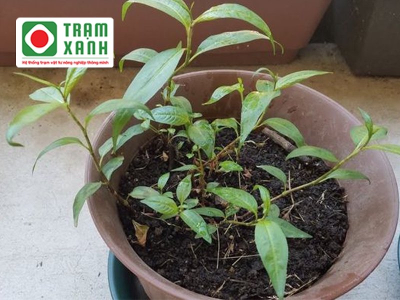 Trồng rau răm