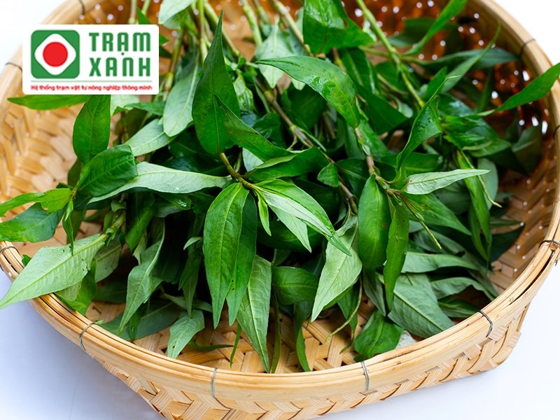 Thu hoạch rau răm