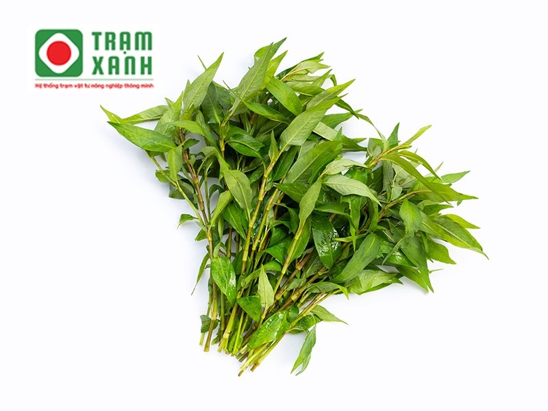 Chuẩn bị cành rau răm