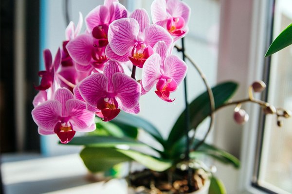 Tác dụng của GE chuối với cây trồng