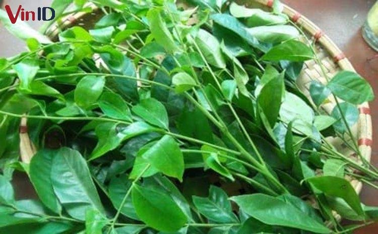 Lá mắc mật