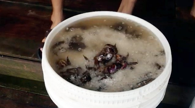 Ba Khía ngâm với nước muối mặn, lúc này Ba Khía uống no nước muối