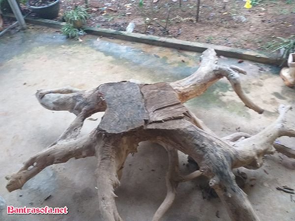 Mẫu gốc cây làm bàn thì quá tuyệt vời.