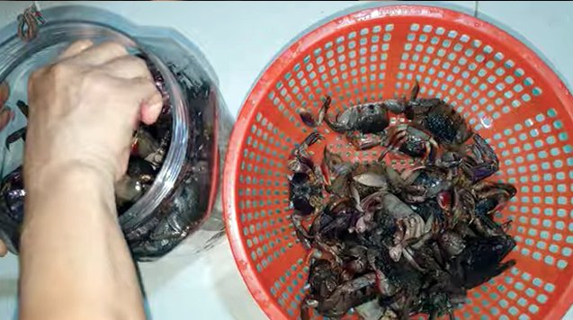 Xếp Ba Khía được ngâm vào lọ chuẩn bị muối