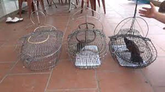 Cách bẫy bìm bịp bằng lụp hoặc lồng