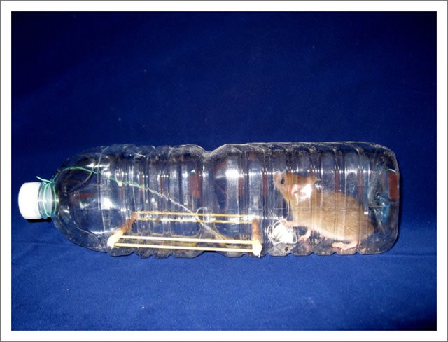 bẫy chuột bằng chai nhựa 13