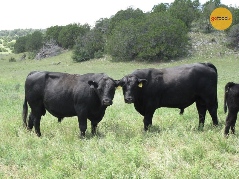 Bò Black Angus lông đen và sức khỏe tốt
