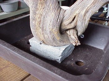 Bỏ túi nhựa bao quanh khối rễ bách
