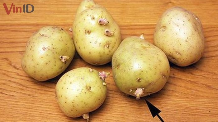Khoai tây bị mọc mầm