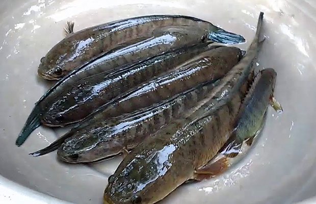 mẹo chọn cá lóc
