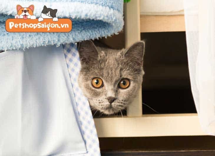 Cách bắt mèo hoang