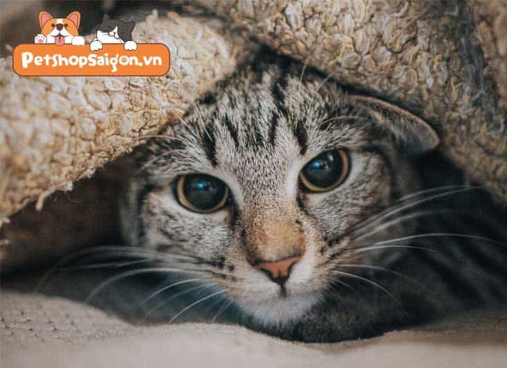 Cách bắt mèo hoang