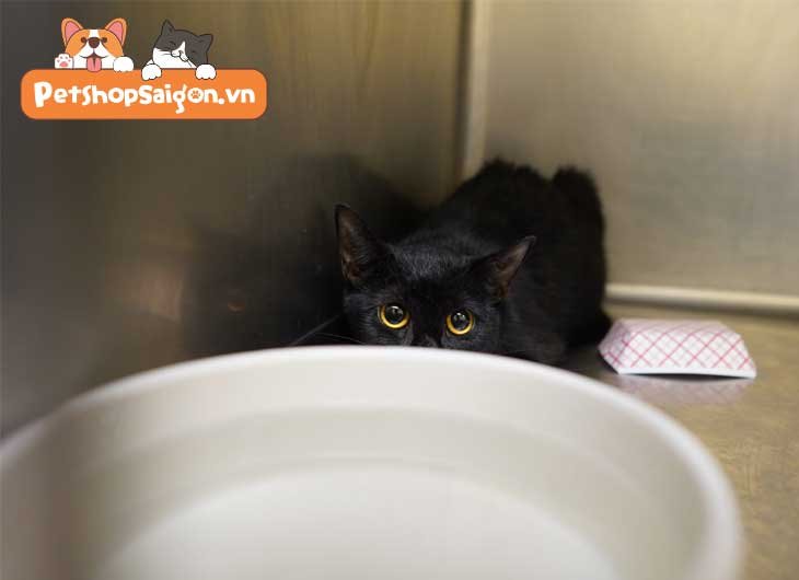 Cách bắt mèo hoang