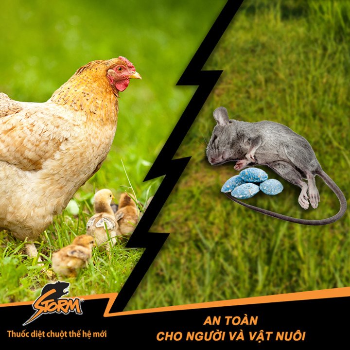 cách bẫy chuột ăn gà số lượng lớn hiệu quả ngay