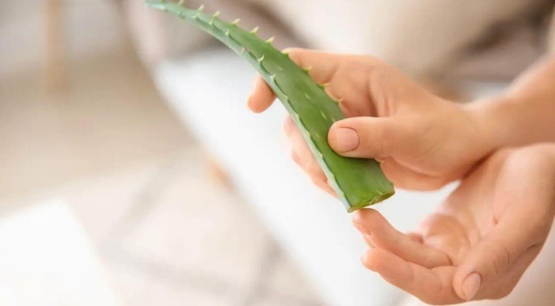 Dùng nha đam thường xuyên giúp móng chắc khỏe hơn
