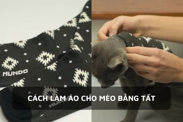 Hướng dẫn làm áo cho mèo bằng tất chỉ với 4 bước dễ dàng