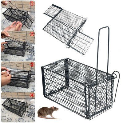 cách làm bẫy chuột hình chữ nhật