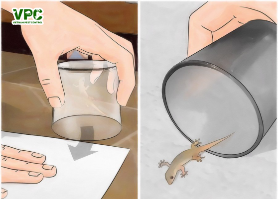 cách bẫy thằn lằn bằng chai nhựa