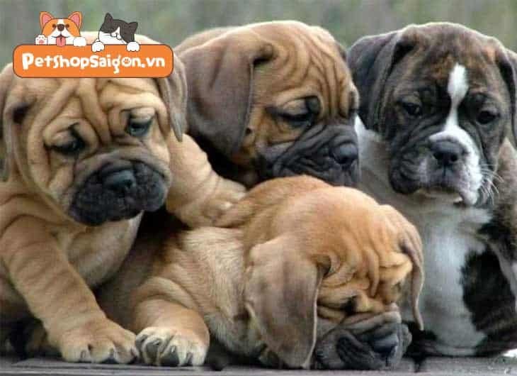 Cách làm chó con không sủa về đêm