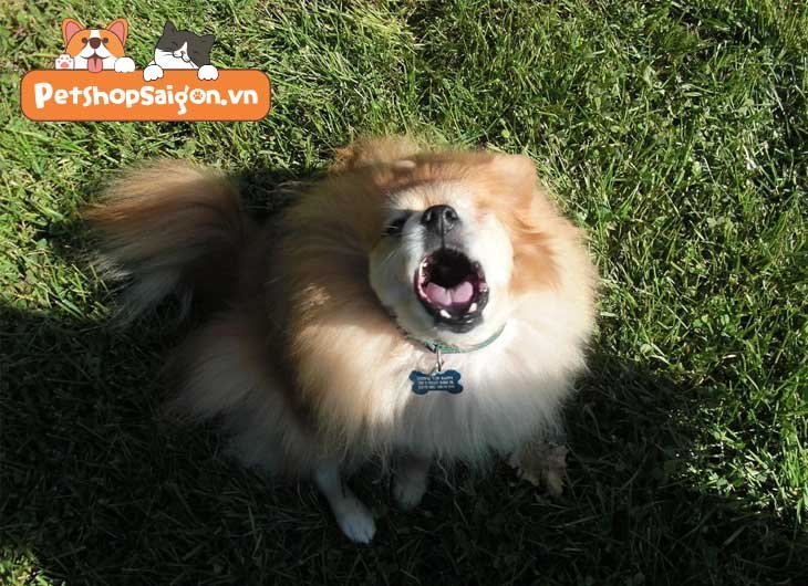 Cách làm chó con không sủa về đêm