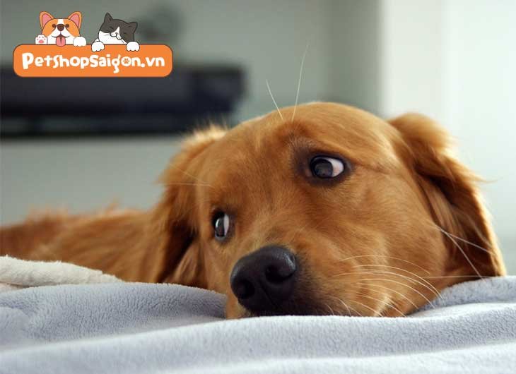 Cách làm chó con không sủa về đêm