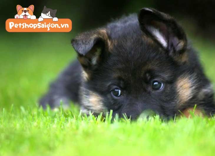 Cách làm chó con không sủa về đêm