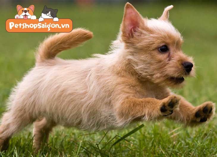 Cách làm chó con không sủa về đêm