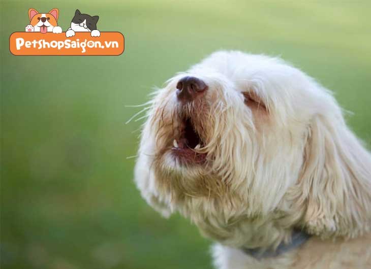 Cách làm chó con không sủa về đêm