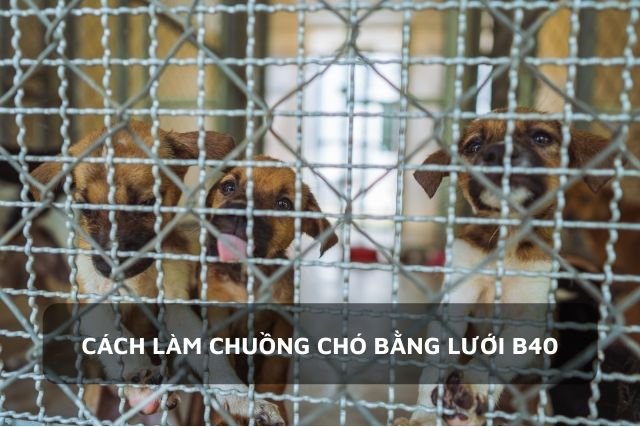 Sử dụng lưới B40 vừa thông thoáng vừa an toàn